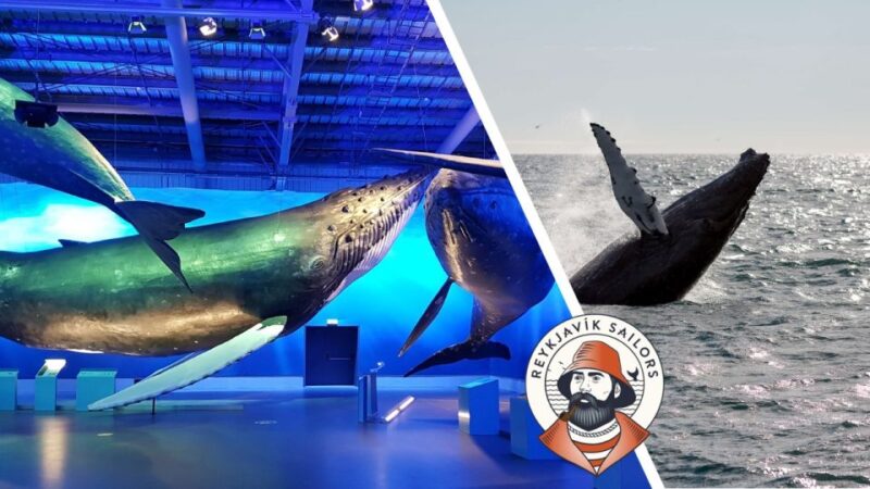 Reykjavik: Whale Watching Excursion & Whale Exhibition - Discover Icelands Marine Giants with a Whale Watching Tour and Whale Exhibition in Reykjavik