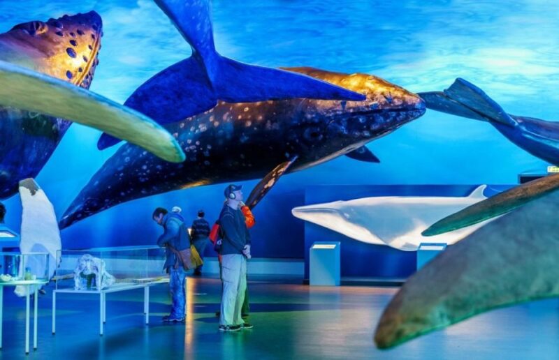 Reykjavik: Whale Watching Excursion & Whale Exhibition - The 3-Hour Whale Watching Cruise in Icelandic Waters