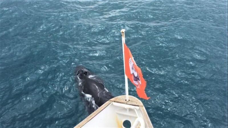 Reykjavik: Whale Watching Excursion & Whale Exhibition - The Experience of a Whale Watching Trip During Iceland’s Peak Season