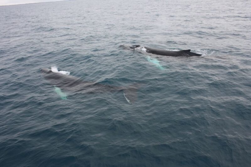 Reykjavik: Whale Watching Excursion & Whale Exhibition - How the Tour Handles Crowd and Sightings