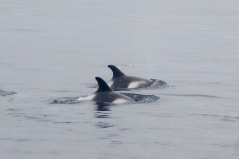 Reykjavik: Whale Watching Excursion & Whale Exhibition - Practical Tips for the Whale Watching and Exhibition Visit