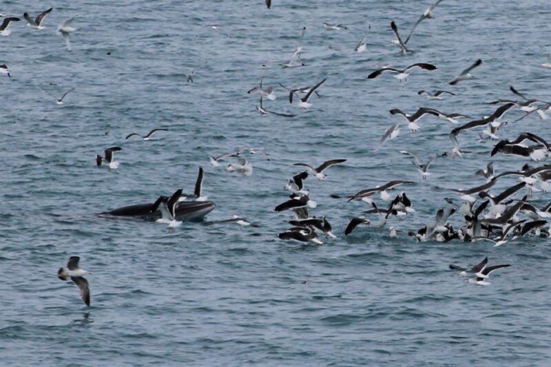 Reykjavik: Whale Watching Excursion & Whale Exhibition - The Benefits of Booking with Reykjavik Sailors