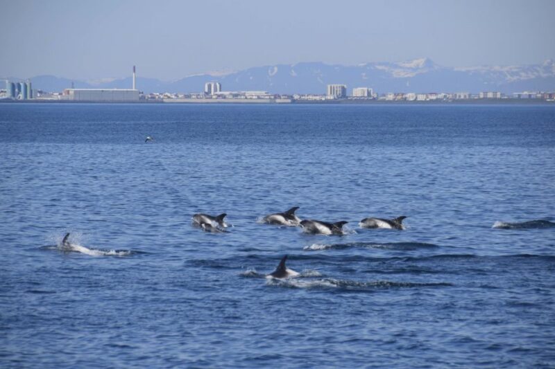 Reykjavik: Whale Watching Express - Wildlife Sightings: What You Can Expect