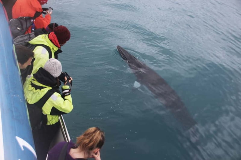 Reykjavik: Whale Watching Express - The Experience Inside and Outside the Boat