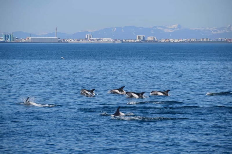 Reykjavik: Whale Watching Express - Timing and Pacing of the Tour