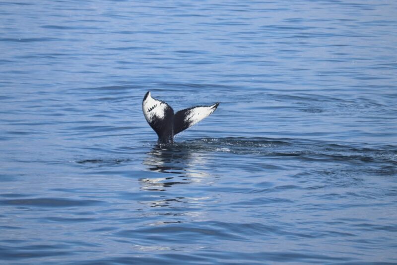 Reykjavik: Whale Watching Morning Expedition - Reykjavik: Whale Watching Morning Expedition – A Detailed Tour Review