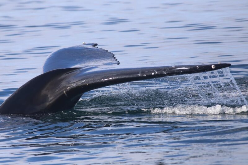 Reykjavik: Whale Watching Morning Expedition - What Wildlife Can Be Seen During the Tour?