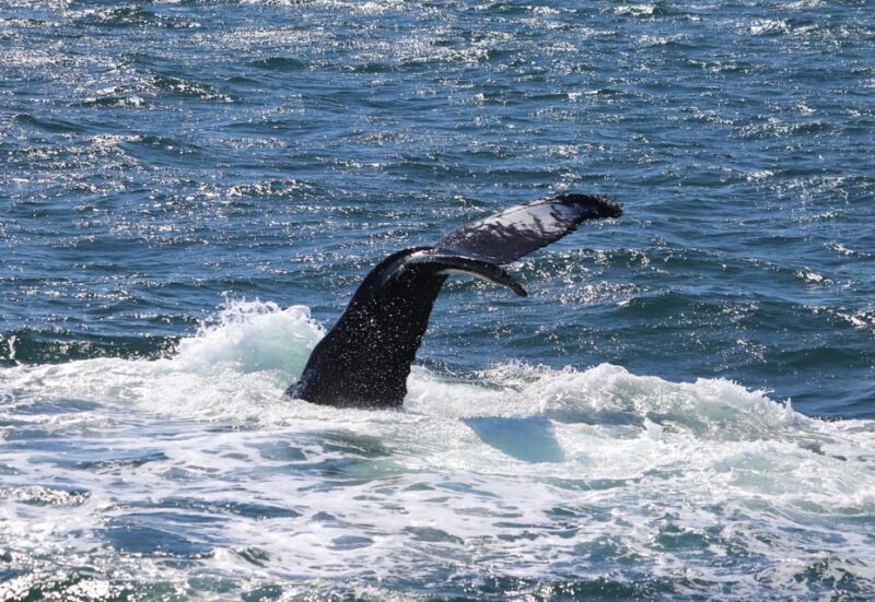 Reykjavik: Whale Watching Morning Expedition - Flexibility and Cancellation Policy