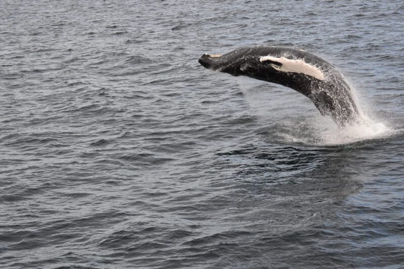 Reykjavik: Whale Watching Morning Expedition - Practical Tips for Participants