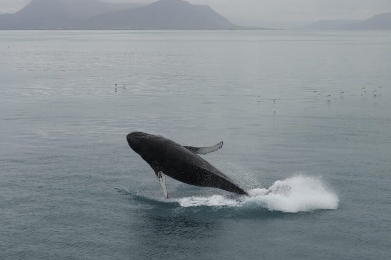 Reykjavik: Whale Watching Morning Expedition - How This Tour Compares to Similar Whale-Watching Options
