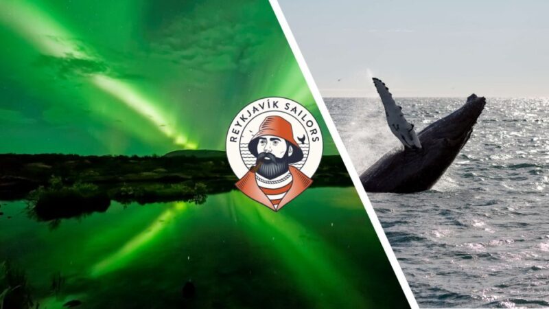 Reykjavik: Whale Watching & Northern Lights Combo Cruise - Marine Life Encounters in Faxaflói Bay