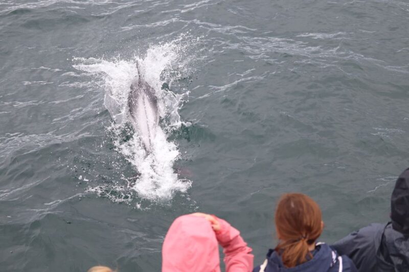 Reykjavik: Whale Watching & Northern Lights Combo Cruise - Scenic Views of Reykjavik’s Mountains and Islands