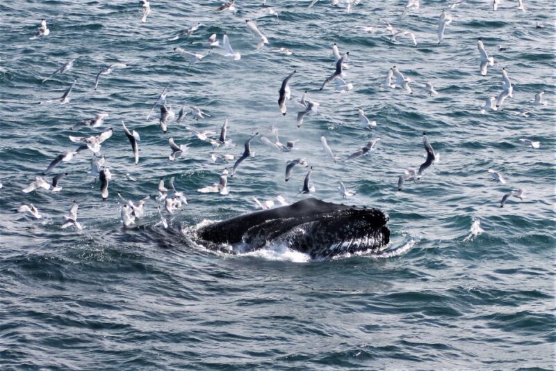 Reykjavik: Whale Watching & Northern Lights Combo Cruise - Evening Northern Lights Search at Sea