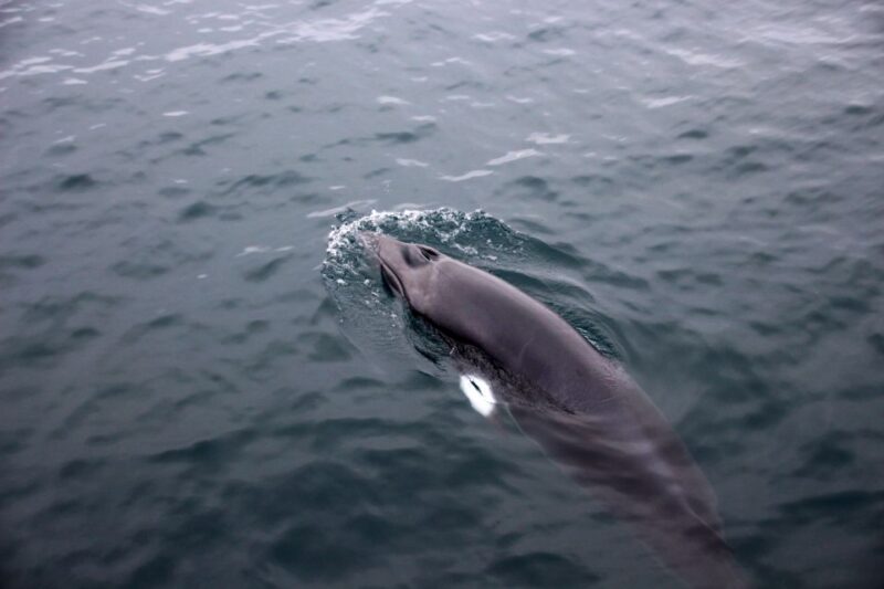 Reykjavik: Whale Watching Tour by RIB Boat - Physical Requirements and Accessibility
