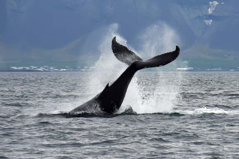 Reykjavik: Whale Watching Tour with Expert Guide - What Marine Life Can Be Seen During the Tour
