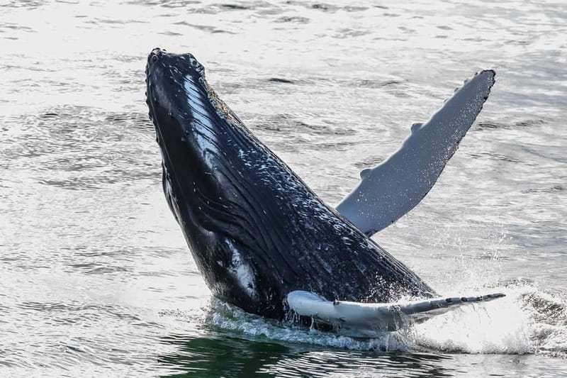 Reykjavik: Whale Watching Tour with Expert Guide - The Experience of the Guides and Crew