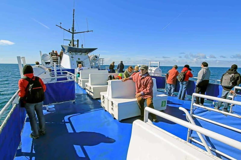 Reykjavik: Whale Watching Tour with Expert Guide - Practical Tips for the Whale Watching Trip