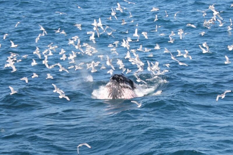 Reykjavik: Whale Watching Tour with Express Option - The 15-20 Minute Ride to the Whale-Watching Area