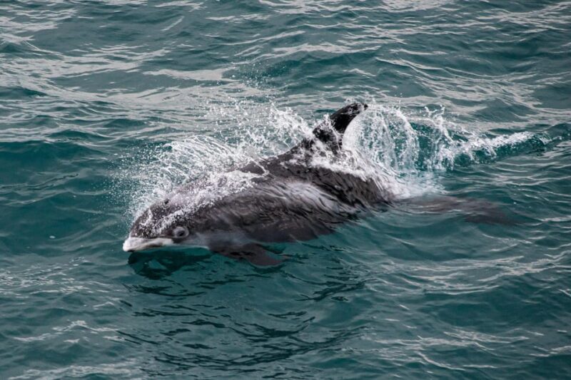 Reykjavik: Whale Watching Tour with Express Option - The Practicalities of the Tour: Booking and Cancellation