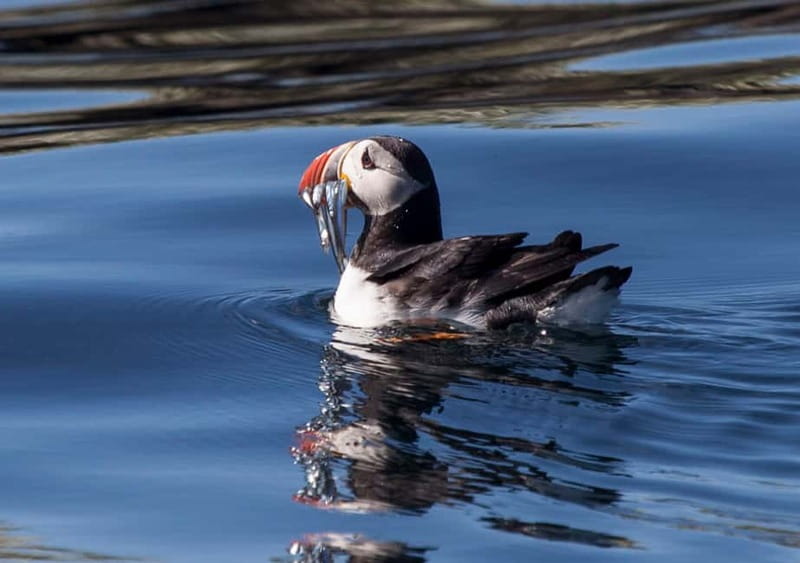 Reykjavik: Whales and Puffins Express Cruise Combo Tour - Key Points