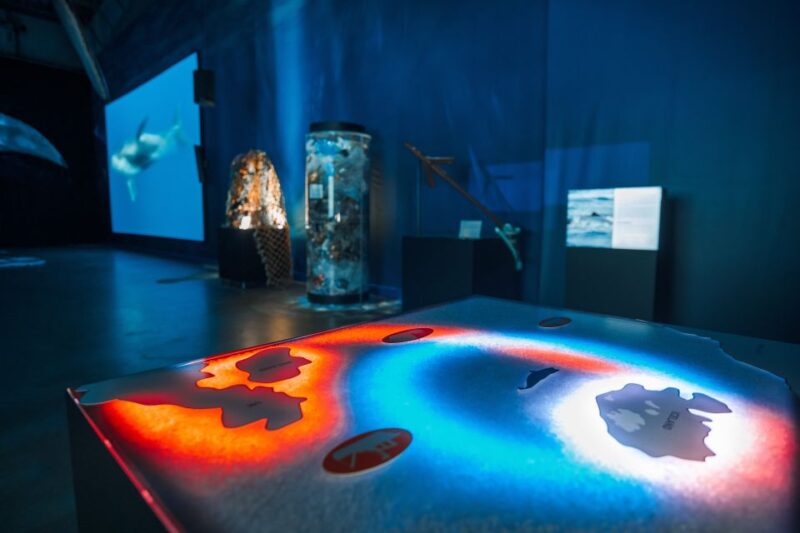 Reykjavik: Whales of Iceland Museum Entrance Ticket - Explore the Majestic World of Icelandic Whales at the Whales of Iceland Museum