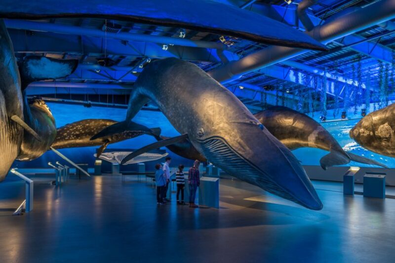 Reykjavik: Whales of Iceland Museum Entrance Ticket - Key Points