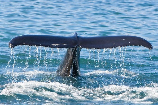 Reykjavik Whales & White Water Rafting Adventure - Navigating the Thundering Hvítá River