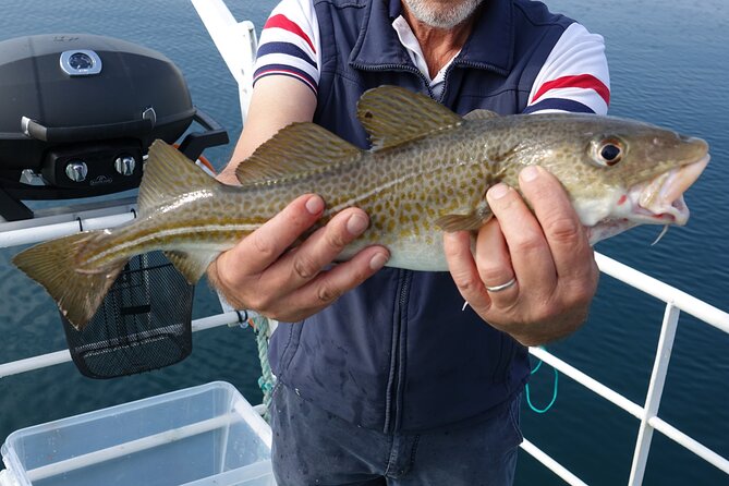 Reykjavik's Finest Catch: Guided Sea Angling Tour for All Levels - Visiting Secret Fishing Spots in Reykjavik
