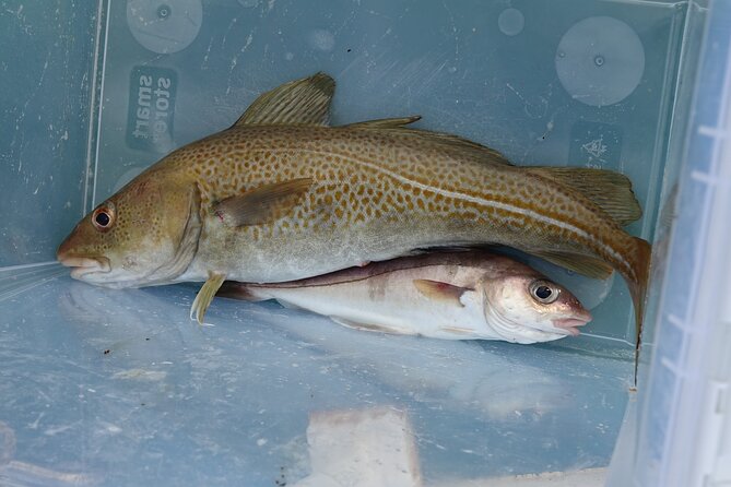 Reykjavik's Finest Catch: Guided Sea Angling Tour for All Levels - Practical Details and Logistics of the Tour