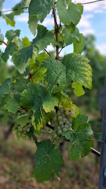 Rheingau: Wine Tour with Tasting - Visiting the Historic Schloss Johannisberg and Its Vineyards