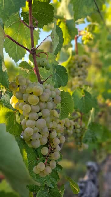 Rheingau: Wine Tour with Tasting - Balthasar Ress: Rheingau’s Family Winery and Tasting Experience