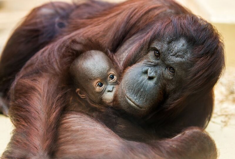 Rhenen: Ouwehands Zoo Entry Ticket - African Elephant Bumi and Other Majestic Creatures