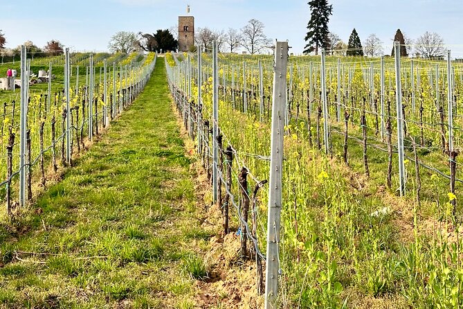 Rhine Valley Wine Tasting Tour from Frankfurt and Mainz - The Guide’s Expertise and Personal Touch