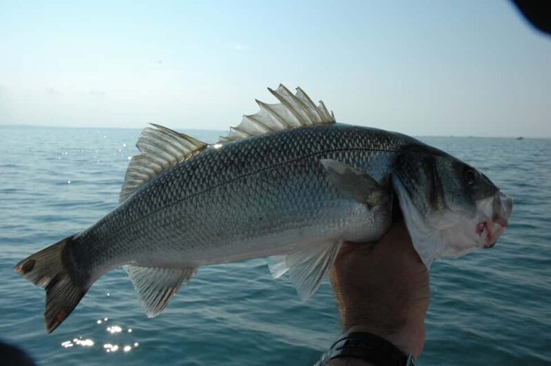 Rhodes: 4 Hour Private Boat Fishing Trip with Equipment - Key Points