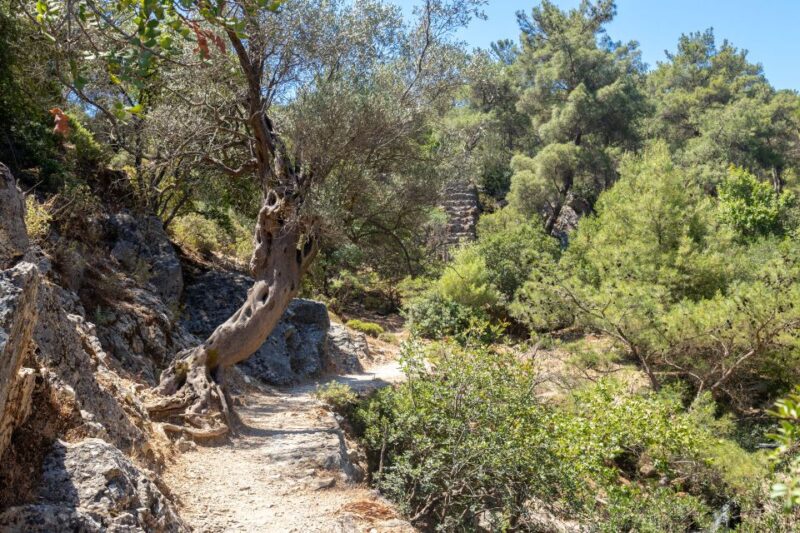Rhodes: Butterfly Valley and Seven Springs Valley Day Trip - Final Thoughts on the Rhodes Butterfly Valley and Seven Springs Tour