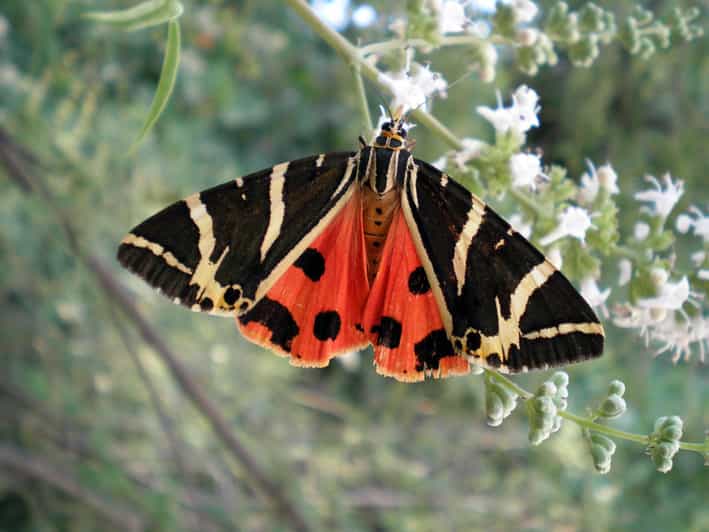 Rhodes: Butterfly Valley & Wine Tasting Tour (Small Group) - Visiting Butterfly Valley with a Comfortable Minibus