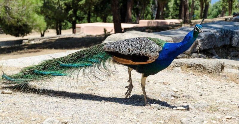 Rhodes: Filerimos Hill and Butterfly Valley Bus Trip - Transportation and Pickup Details in Rhodes