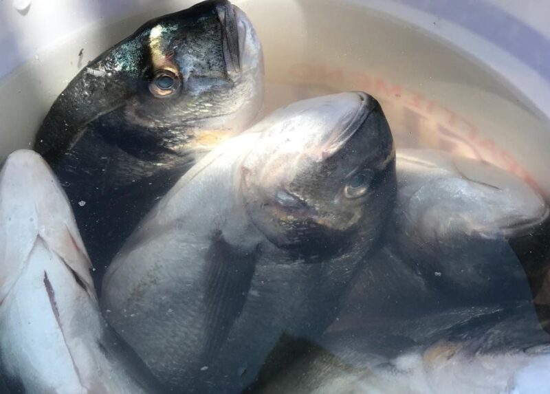 Rhodes: Fishing Boat Trip (Small Group, Food & Drinks incl.) - Family-Friendly Activities and Relaxation Options