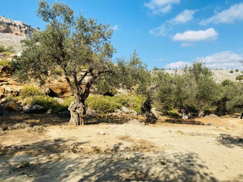 Rhodes: Guided Hike to 7 springs from Archangelos - What Makes This Hike Stand Out from Other Rhodes Tours
