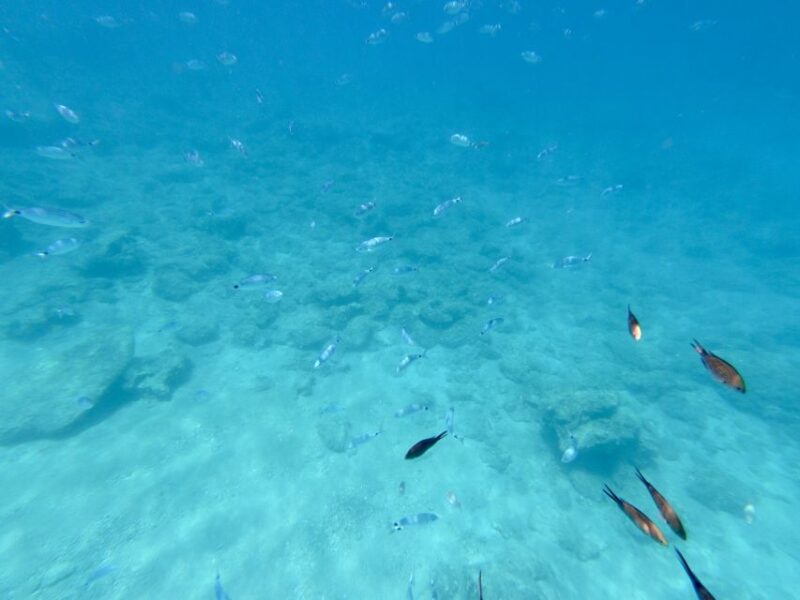 Rhodes: Luxury RIB All-Inclusive Swimming Cruise to 3 Bays - Relax in the Tranquil Ladiko Bay