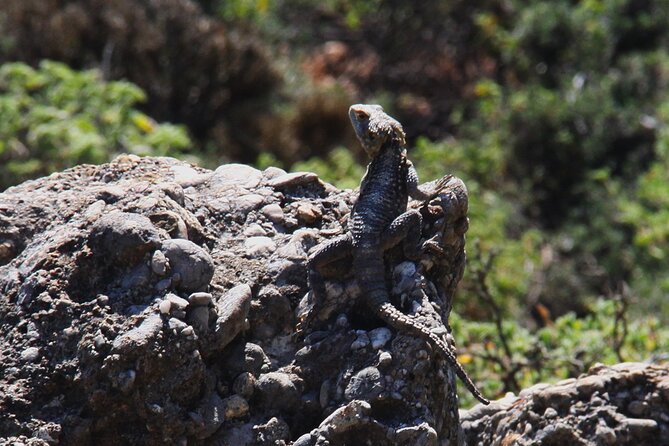 Rhodes Self drive 4x4 Safari Adventure - South pick ups - What Sets This Tour Apart