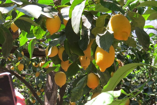 Rhodes Self Drive 4x4 Wilderness Expedition & Traditional Lunch - Discovering the Village of Archipoli and Its Tasty Offerings