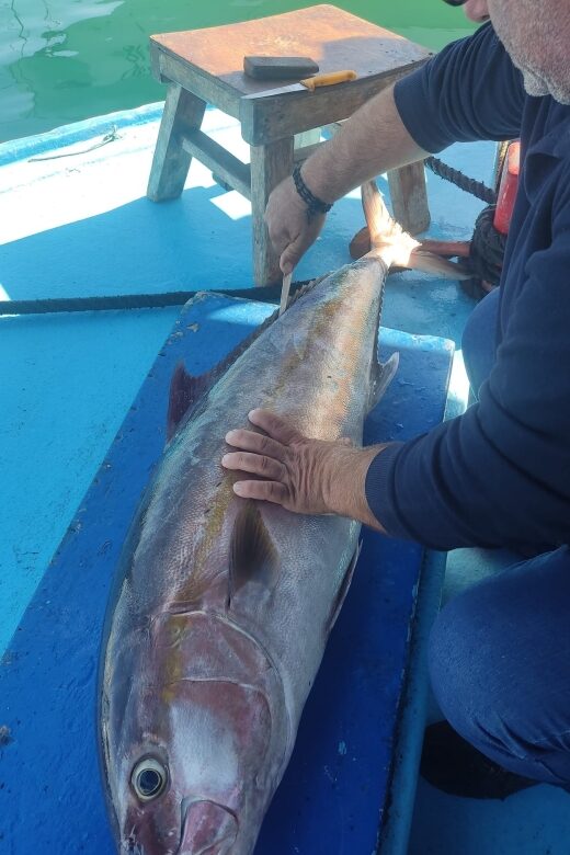 Rhodes Town: Fishing Boat Trip with Fish Meal and Swim Stops - The Valued Assistance and Friendly Guide