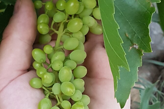 Rhodes Wine & Food Tour: 10 Meal Course Lunch, Wine Tasting, Cooking Class - Inside the Distillery: From Molasses to Souma and Tsipouro