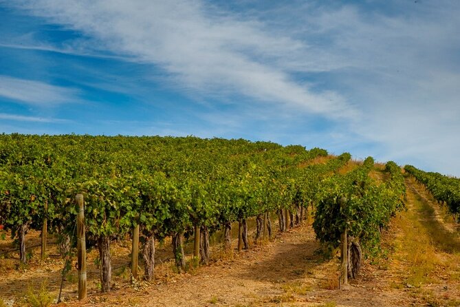 Rhodes Wine & Food Tour: 10 Meal Course Lunch, Wine Tasting, Cooking Class - The Unique Charm of a Small, Family-Owned Vineyard