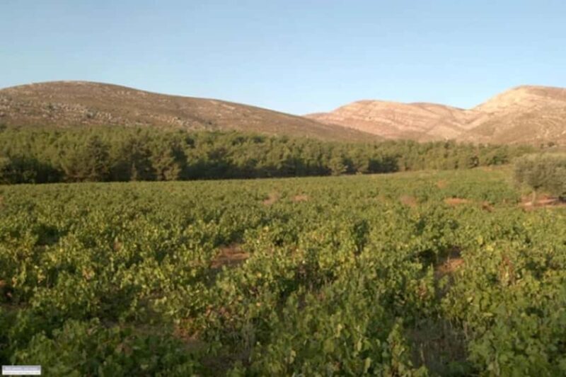 Rhodes: Wine Tasting in Embonas, the Land of Rhodian Wine - Final Thoughts: An Authentic and Personal Rhodian Wine Experience