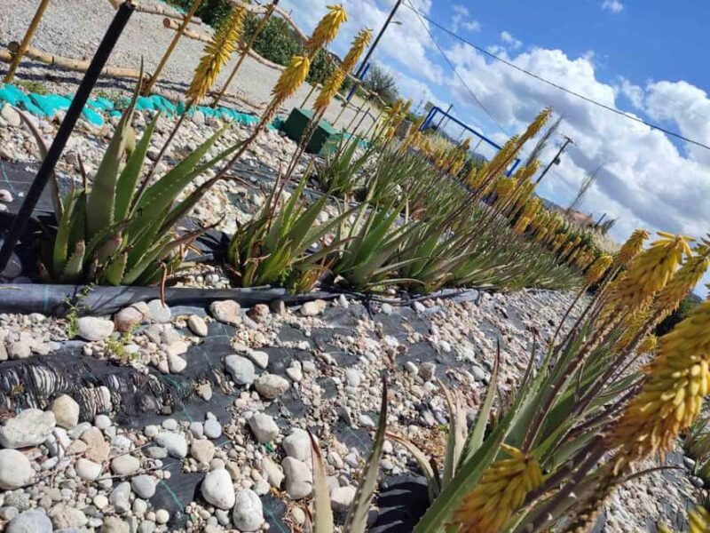 Rhodes:Explore the farm's paths & discover aloe vera & herbs - Discover Rhodes Unique Herbal and Aloe Vera Farm for $41