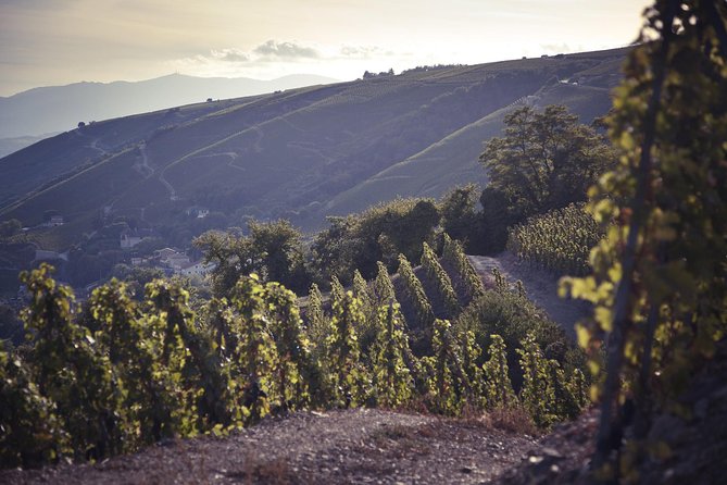 Rhône Valley Wine Tasting Private Day Tour from Lyon - Key Points