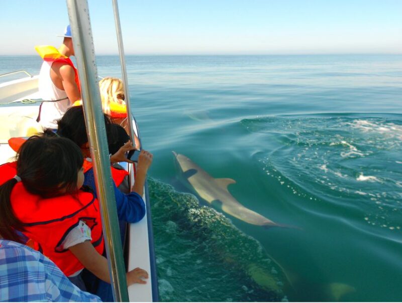 Ria Formosa: Dolphin-Watching Boat Tour - The Scenic Route from the Inlet to the Open Sea