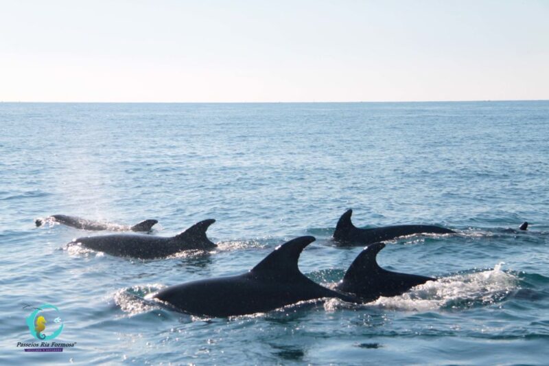 Ria Formosa: Dolphin-Watching Boat Tour - The Experience and Viewpoints Along the Route